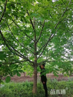 高度400厘米核桃