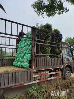 冠幅1200厘米红叶石楠球