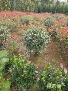 冠幅200厘米红叶石楠球