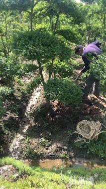 5公分造型小叶女贞