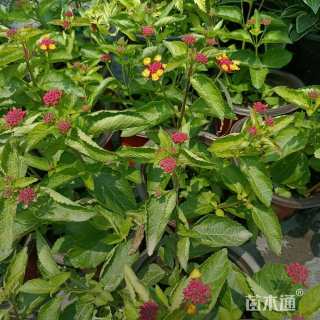 高度10厘米福禄考