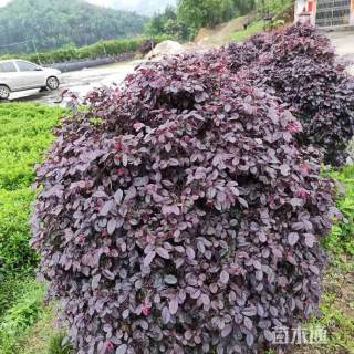 冠幅50厘米红花继木球