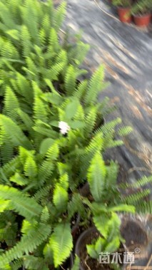 高度20厘米肾蕨