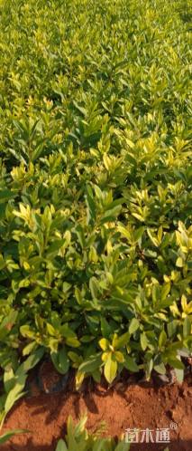 高度20厘米毛鹃