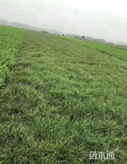 高度30厘米中叶麦冬