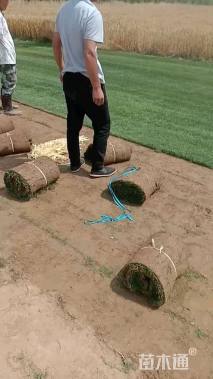 草卷状百慕大草