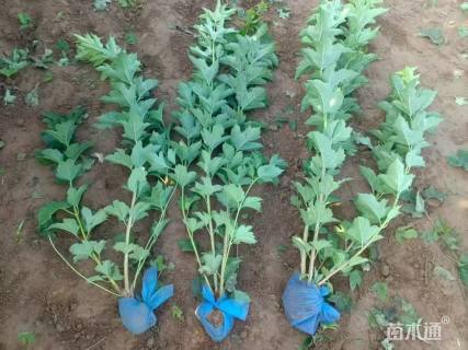 高度150厘米天目琼花