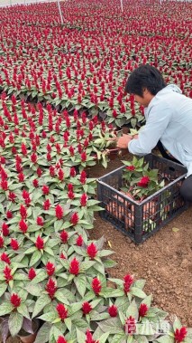 高度20厘米鸡冠花