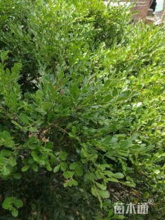 高度180厘米瓜子黄杨