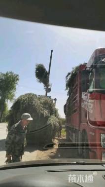 高度450厘米华山松