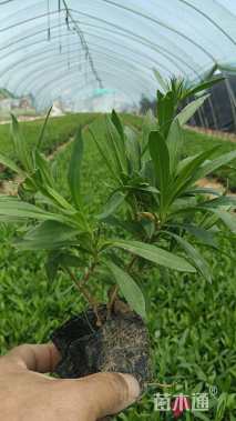 高度15厘米常夏石竹