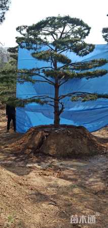 高度600厘米油松