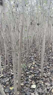 5公分巨紫荆