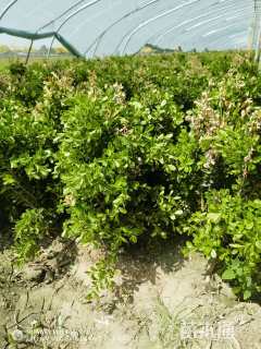 高度50厘米小叶黄杨