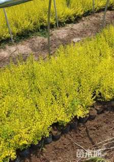 大杯苗亮晶女贞小苗