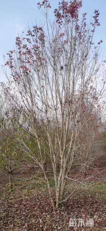 高度400厘米丛生美国红枫