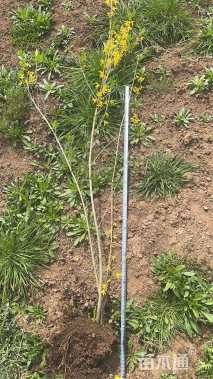 高度80厘米连翘