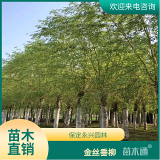 8公分金丝垂柳