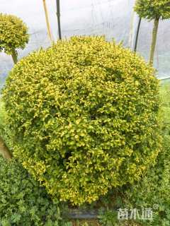 高度120厘米变色女贞