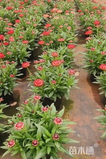 高度30厘米麦秆菊