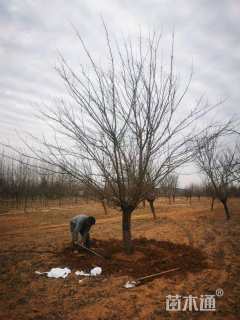 10公分染井吉野樱