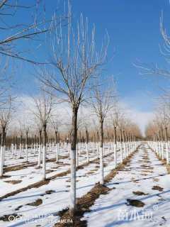 12公分金叶白蜡