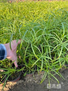 高度30厘米旱伞草