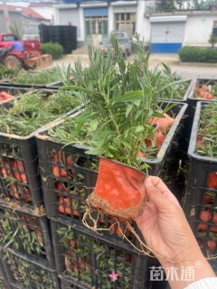 高度30厘米山桃草