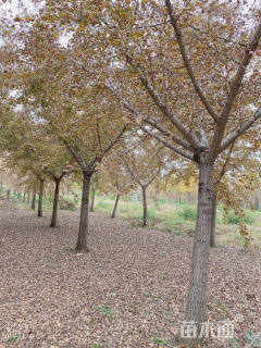 18公分嫁接银杏