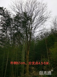 61公分朴树