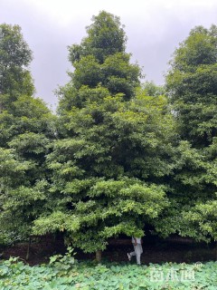 17公分金丝楠木