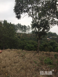 30公分菠萝树