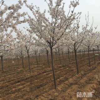 8公分东京樱花