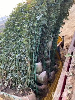 高度180厘米月季