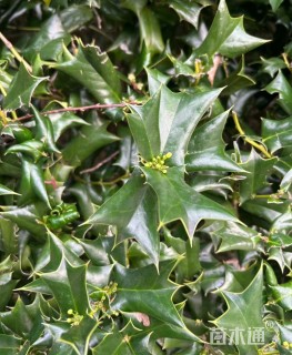 高度96厘米虎刺