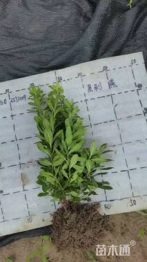 高度40厘米海桐