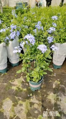 高度80厘米蓝雪花