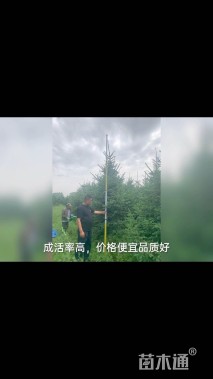 高度220厘米云杉