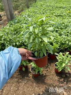 高度15厘米鼠尾草