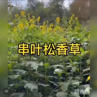 串叶松香草种子