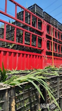 高度30厘米香彩雀