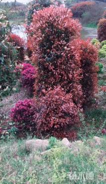 高度150厘米红叶石楠柱
