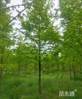 18公分金叶水杉