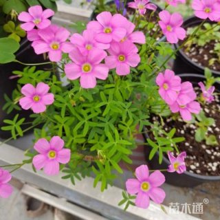 高度35厘米红花酢浆草