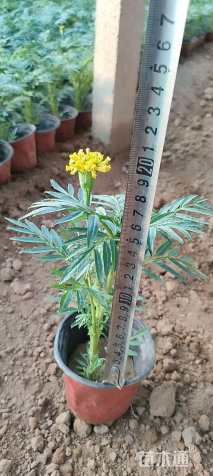 高度20厘米万寿菊
