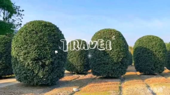 高度350厘米丛生桂花
