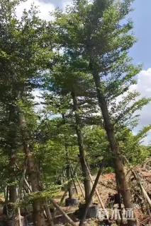 18公分细叶榄仁