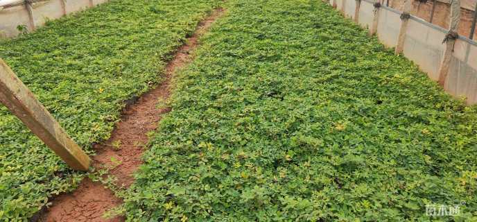 高度15厘米蔓花生