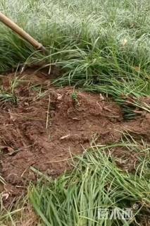 高度15厘米麦冬