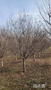 10公分亚当海棠